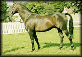 Toreador
